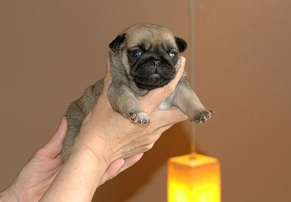 Herman Mops hvalp hundehvalp Mopser hvalpe hundehvalpe