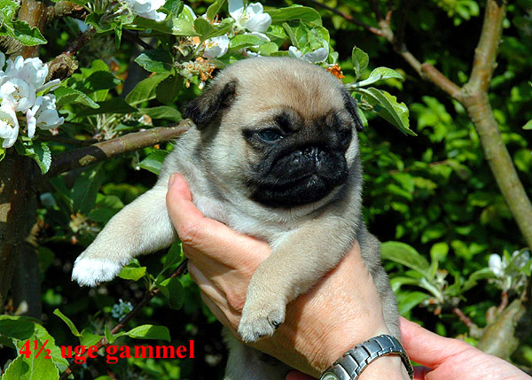 Herman Mops hvalp hundehvalp Mopser hvalpe hundehvalpe