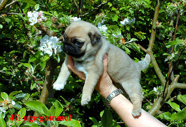 Herman Mops hvalp hundehvalp Mopser hvalpe hundehvalpe
