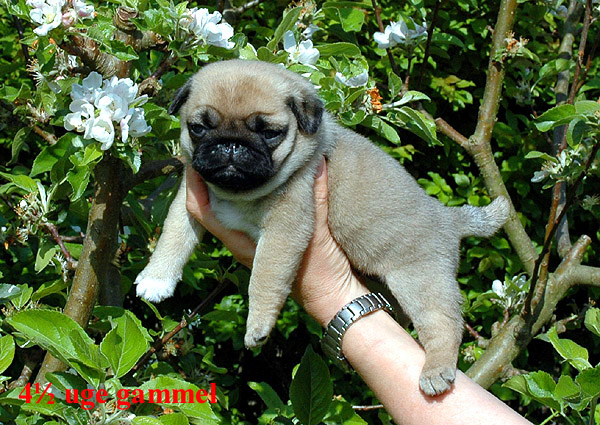 Herman Mops hvalp hundehvalp Mopser hvalpe hundehvalpe