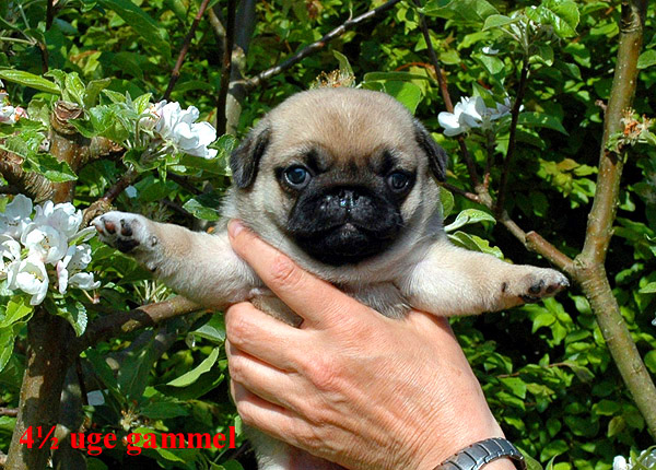 Herman Mops hvalp hundehvalp Mopser hvalpe hundehvalpe