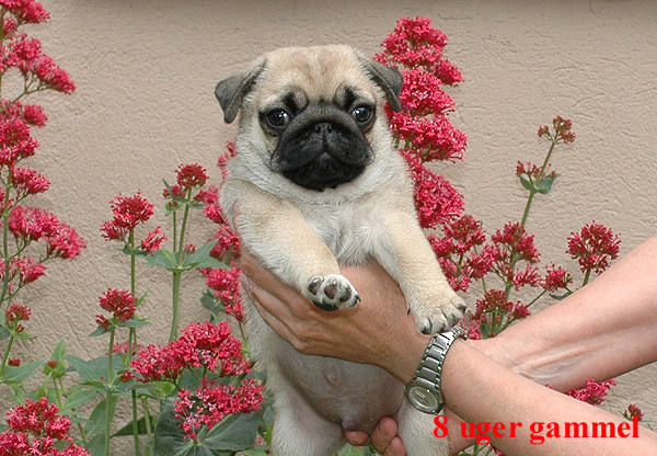 Herman Mops hvalp hundehvalp Mopser hvalpe hundehvalpe