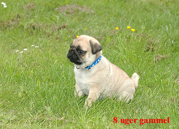 Herman Mops hvalp hundehvalp Mopser hvalpe hundehvalpe