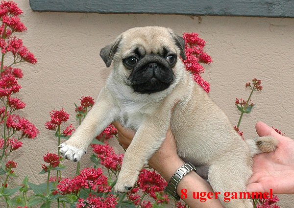 Herman Mops hvalp hundehvalp Mopser hvalpe hundehvalpe