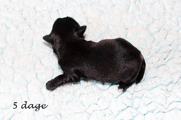 Hipi bichon havanese hvalp hundehvalp bichon havanais hvalpe hundehvalpe