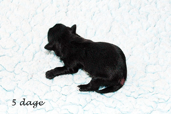 Hipi bichon havanese hvalp hundehvalp bichon havanais hvalpe hundehvalpe