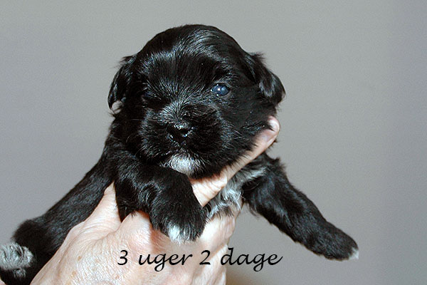 Hipi bichon havanese hvalp hundehvalp bichon havanais hvalpe hundehvalpe