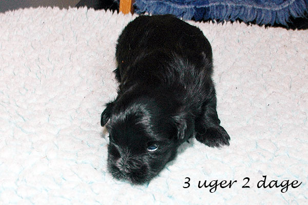 Hipi bichon havanese hvalp hundehvalp bichon havanais hvalpe hundehvalpe