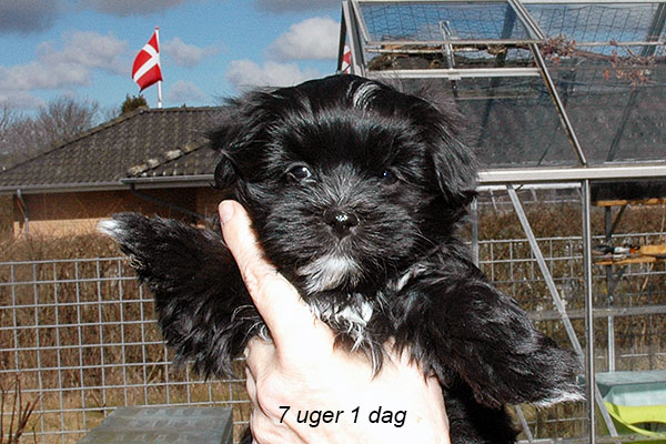 Hipi bichon havanese hvalp hundehvalp bichon havanais hvalpe hundehvalpe