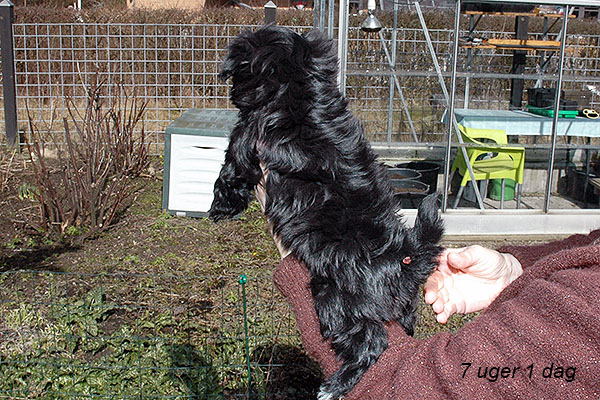 Hipi bichon havanese hvalp hundehvalp bichon havanais hvalpe hundehvalpe