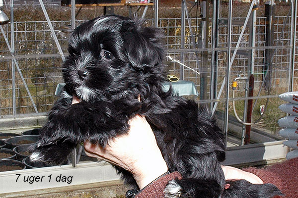 Hipi bichon havanese hvalp hundehvalp bichon havanais hvalpe hundehvalpe