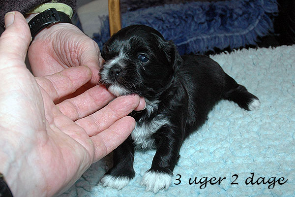 Hodia bichon havanese hvalp hundehvalp bichon havanais hvalpe hundehvalpe