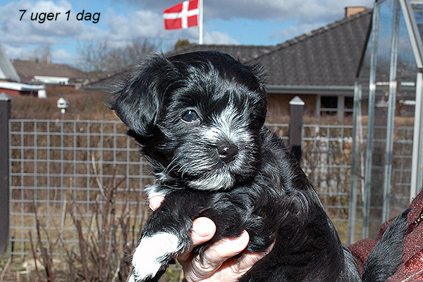 Hodia bichon havanese hvalp hundehvalp bichon havanais hvalpe hundehvalpe