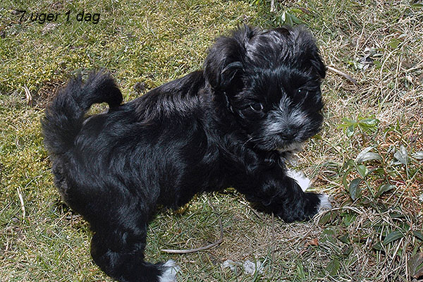 Hodia bichon havanese hvalp hundehvalp bichon havanais hvalpe hundehvalpe