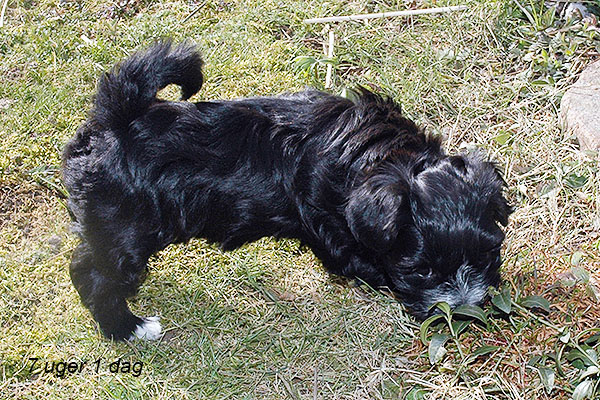Hodia bichon havanese hvalp hundehvalp bichon havanais hvalpe hundehvalpe