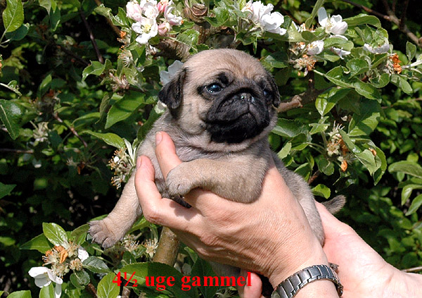 Hodja Mops hvalp hundehvalp Mopser hvalpe hundehvalpe