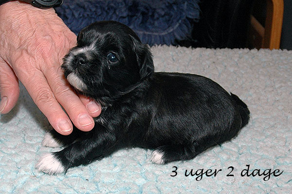 Hodja Mops hvalp hundehvalp Mopser hvalpe hundehvalpe