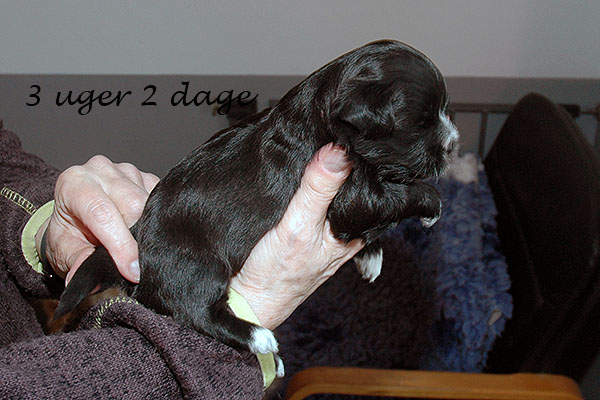 Hodja Mops hvalp hundehvalp Mopser hvalpe hundehvalpe