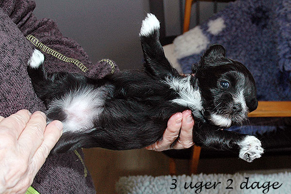 Hodja Mops hvalp hundehvalp Mopser hvalpe hundehvalpe