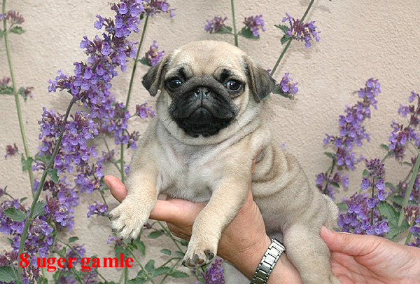 Hodja Mops hvalp hundehvalp Mopser hvalpe hundehvalpe