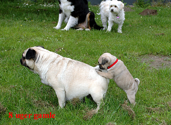 Hodja Mops hvalp hundehvalp Mopser hvalpe hundehvalpe