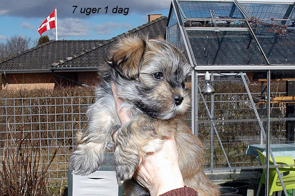 Holger bichon havanese hvalp hundehvalp bichon havanais hvalpe hundehvalpe