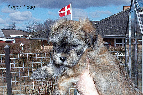 Holger bichon havanese hvalp hundehvalp bichon havanais hvalpe hundehvalpe