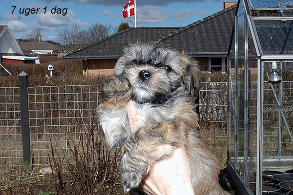 Holger bichon havanese hvalp hundehvalp bichon havanais hvalpe hundehvalpe