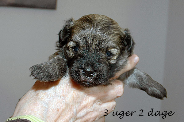 Hopie bichon havanese hvalp hundehvalp bichon havanais hvalpe hundehvalpe
