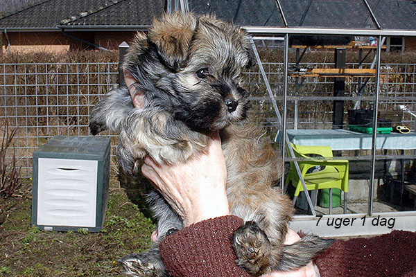 Hopie bichon havanese hvalp hundehvalp bichon havanais hvalpe hundehvalpe