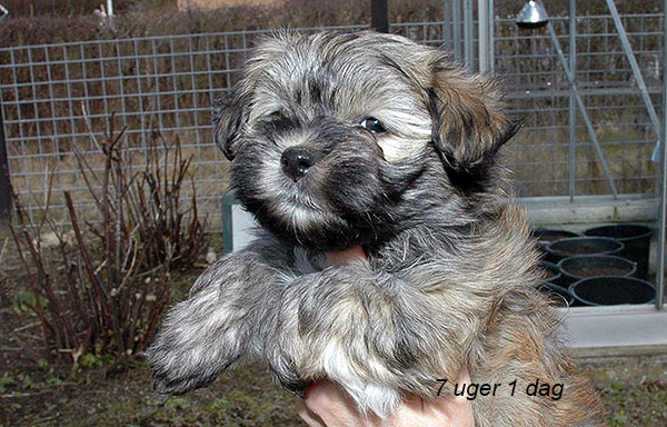 Hopie bichon havanese hvalp hundehvalp bichon havanais hvalpe hundehvalpe