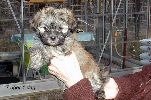 Hopie bichon havanese hvalp hundehvalp bichon havanais hvalpe hundehvalpe
