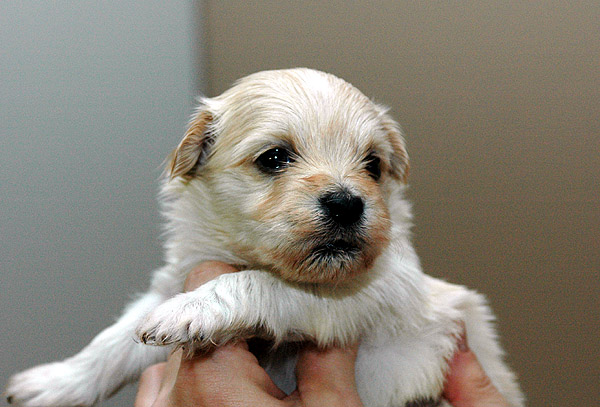 Humle bichon havanese hvalp hundehvalp bichon havanais hvalpe hundehvalpe