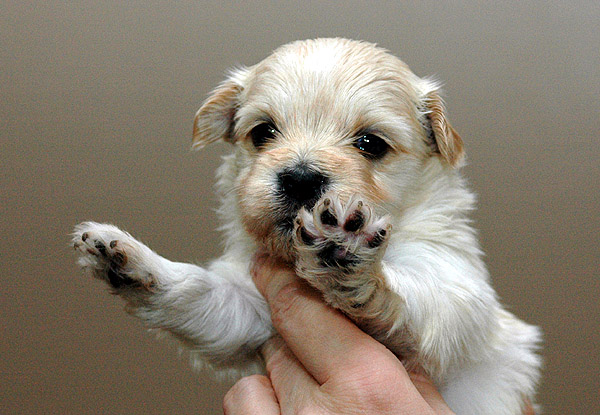 Humle bichon havanese hvalp hundehvalp bichon havanais hvalpe hundehvalpe