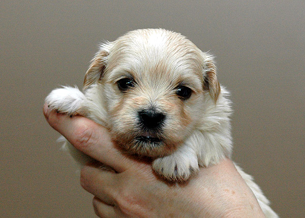 Humle bichon havanese hvalp hundehvalp bichon havanais hvalpe hundehvalpe