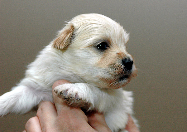 Humle bichon havanese hvalp hundehvalp bichon havanais hvalpe hundehvalpe