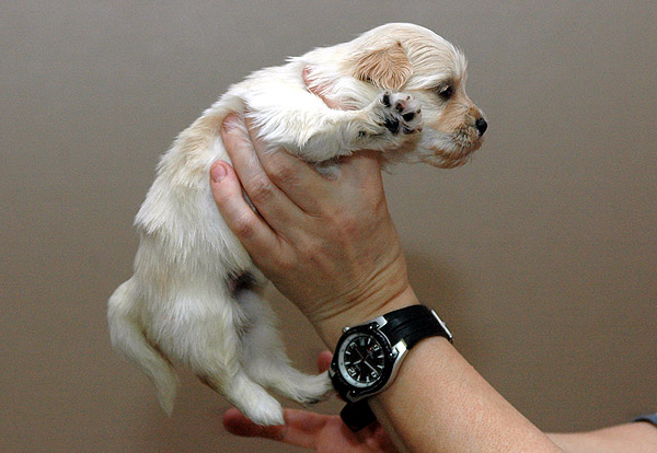 Humle bichon havanese hvalp hundehvalp bichon havanais hvalpe hundehvalpe