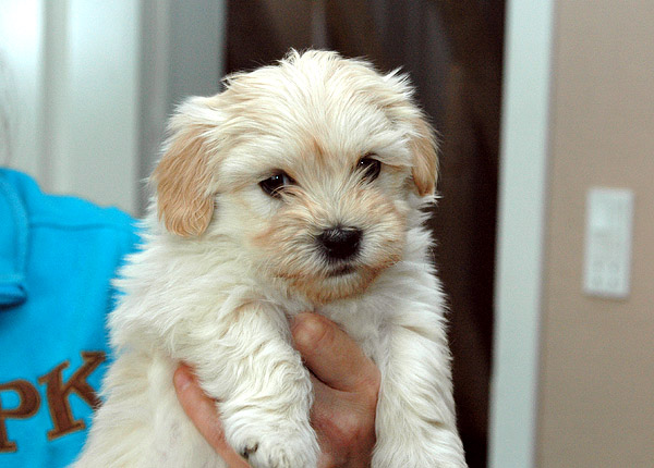 Humle bichon havanese hvalp hundehvalp bichon havanais hvalpe hundehvalpe