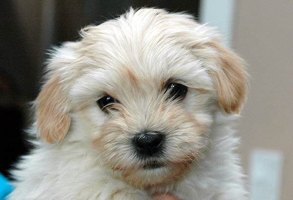 Humle bichon havanese hvalp hundehvalp bichon havanais hvalpe hundehvalpe