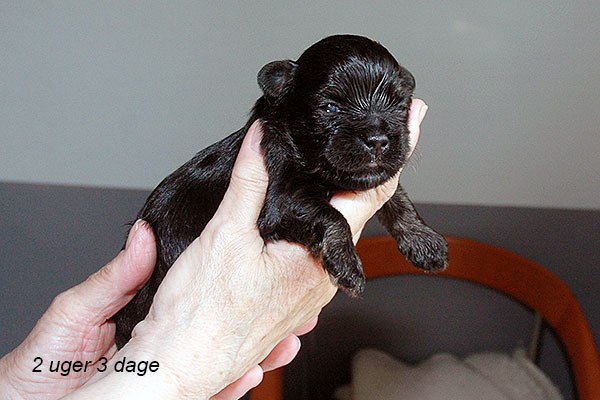 Ialmar bichon havanese hvalp hundehvalp bichon havanais hvalpe hundehvalpe