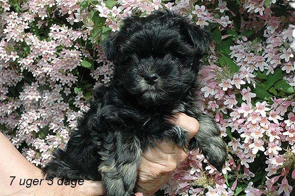 Ialmar bichon havanese hvalp hundehvalp bichon havanais hvalpe hundehvalpe