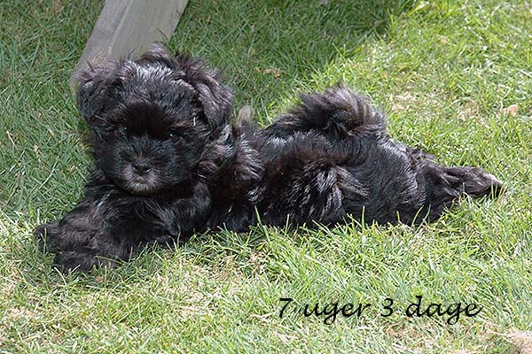 Ialmar bichon havanese hvalp hundehvalp bichon havanais hvalpe hundehvalpe