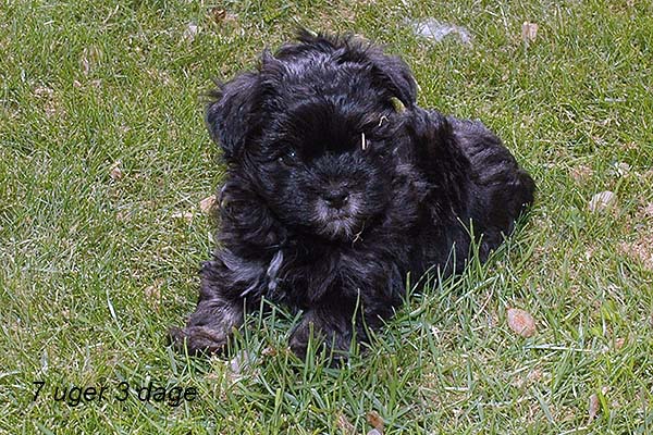 Ialmar bichon havanese hvalp hundehvalp bichon havanais hvalpe hundehvalpe