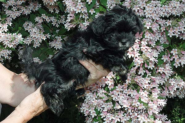 Ialmar bichon havanese hvalp hundehvalp bichon havanais hvalpe hundehvalpe