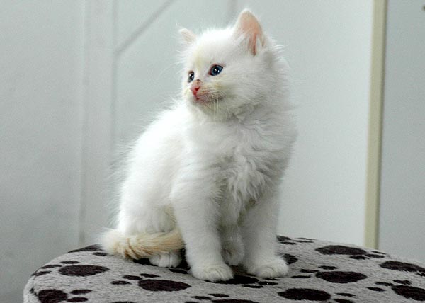 Iceblue Ragdoll killing kattekilling Ragdol killinger kattekillinger