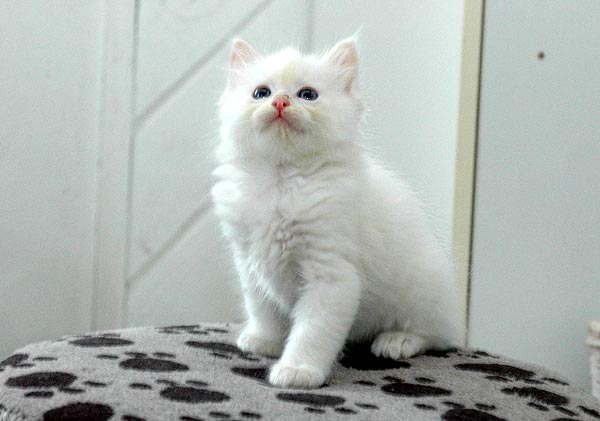 Iceblue Ragdoll killing kattekilling Ragdol killinger kattekillinger