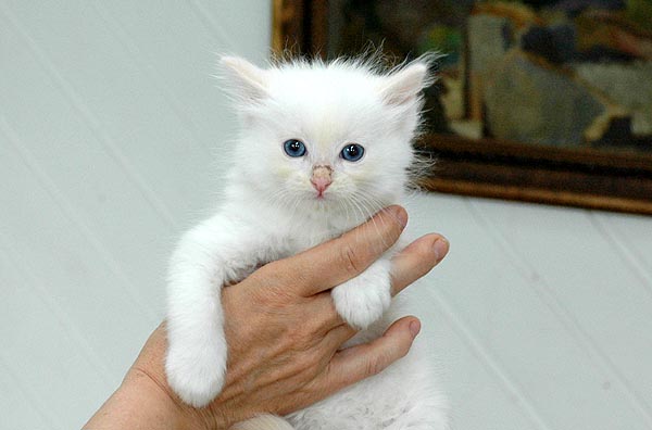Iceblue Ragdoll killing kattekilling Ragdol killinger kattekillinger