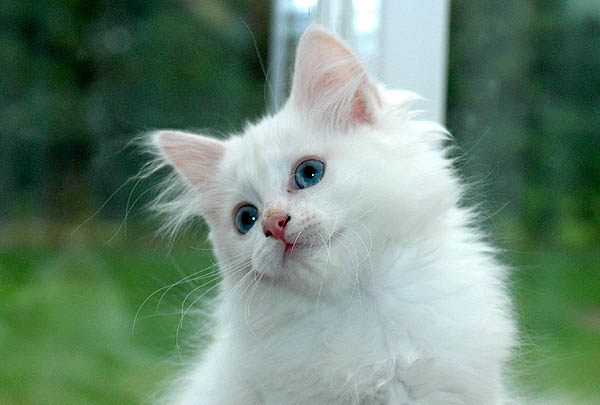 Iceblue Ragdoll killing kattekilling Ragdol killinger kattekillinger