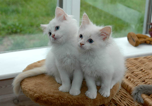 Iceblue Ragdoll killing kattekilling Ragdol killinger kattekillinger