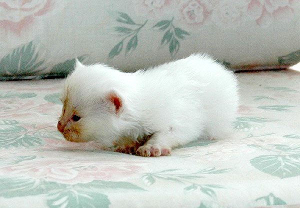 Icecream Ragdoll killing kattekilling Ragdol killinger kattekillinger